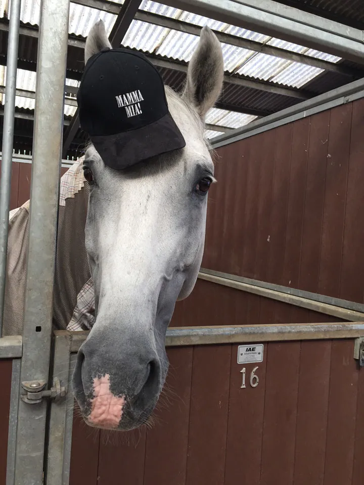 Judy Craymer equestrian