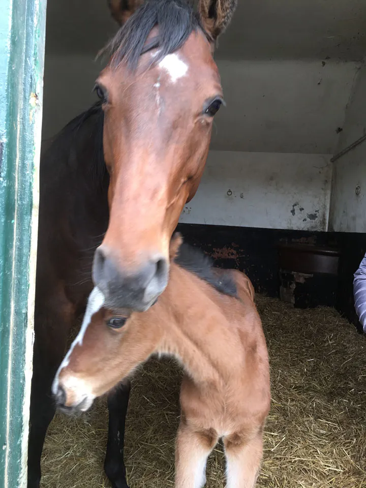 Judy's new colt